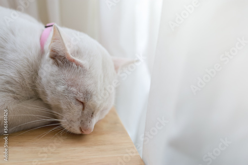 Fototapeta Naklejka Na Ścianę i Meble -  Closeup of white cat sleep on wooden table with curtain and copy space