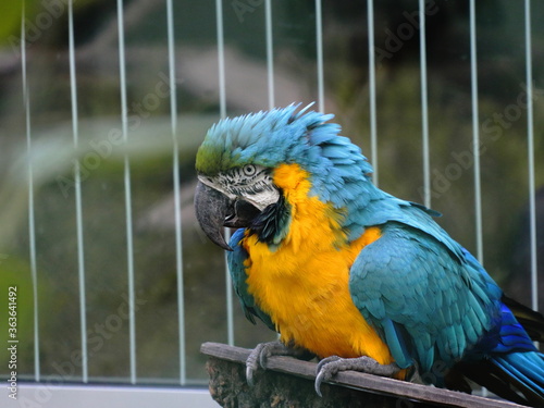 Papagei mit gelben und blauen Federn