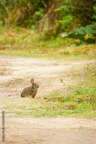 Conejo silvestre de la Reserva Yanacocha, Ecuador © Migue
