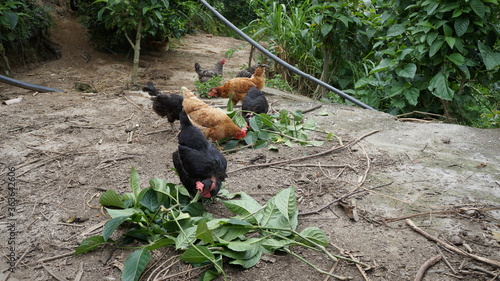 Colombian chicken rural eat trichanthera gigantea