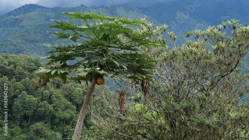 Papaya tree