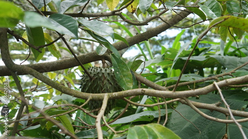 Guanabana colombian fruit