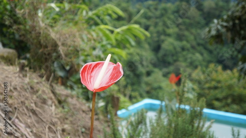 Colombian flower