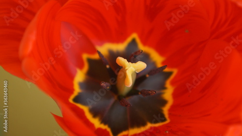 Kwitn  cy czerwony tulipan z bliska  widoczne pr  ciki ro  liny. Zielone t  o  zdj  cie makro