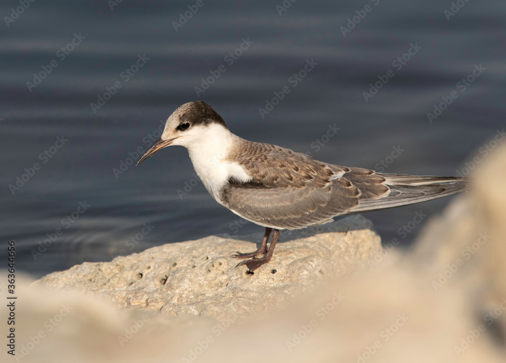 A juvenile White-cheeked Tern on rock at Tubli coast of Bahrain A juvenile White-cheeked Tern on rock at Tubli coast of Bahrain