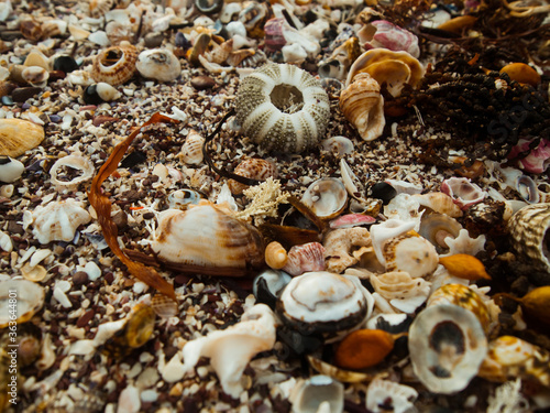 Closeup of beach with sea shells and sea urchin.