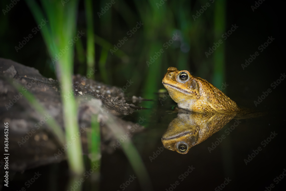 Foto Stock A cane toad in the rainforest near Kuranda, Queensland