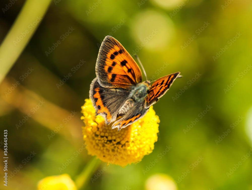 Fototapeta premium Mariposa sobre flores amarillas