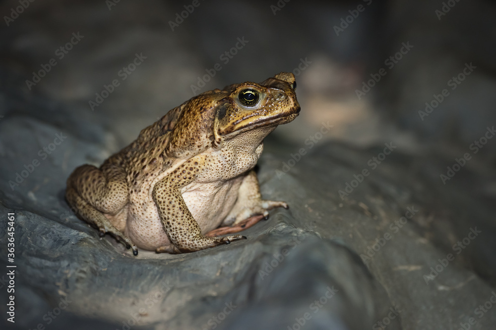 A cane toad in the rainforests near Kuranda, Queensland. Native to Central and South America, cane toads are a harmful invasive species in Australia. A cane toad in the rainforests near Kuranda, Queensland. Native to Central and South America, cane toads are a harmful invasive species in Australia.