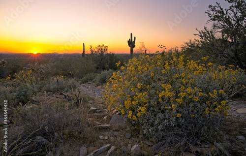wildflower sunset in arizona