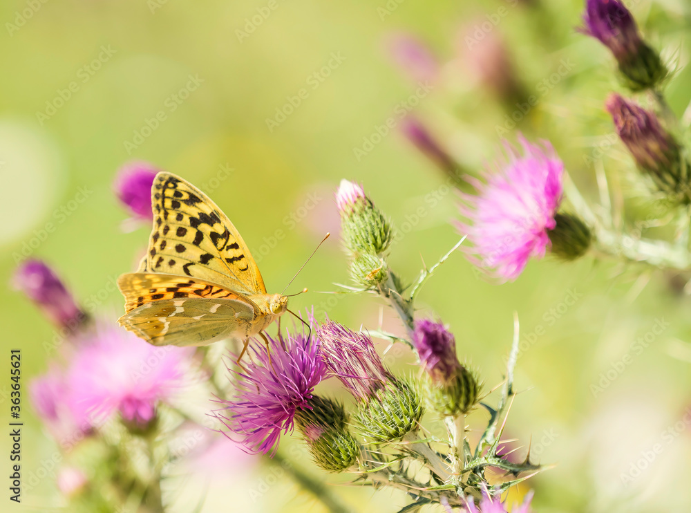 Obraz premium Mariposa amarilla y negra sobre flores de cardo