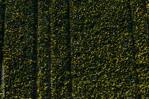 aerial view of cabbage plantations grow in the field. vegetable rows. farming, agriculture. Landscape with agricultural land. 