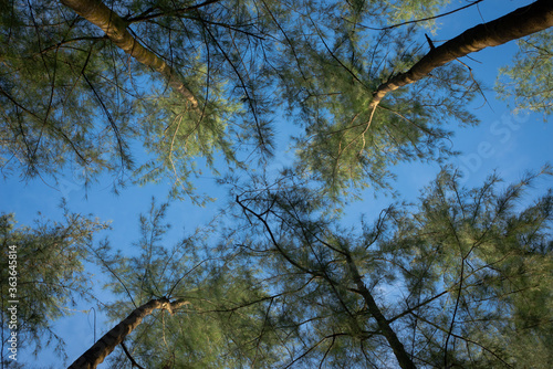 Fototapeta Naklejka Na Ścianę i Meble -  The branches of the green tree texture blue background