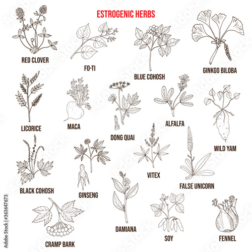 Best estrogenic herbs collection
