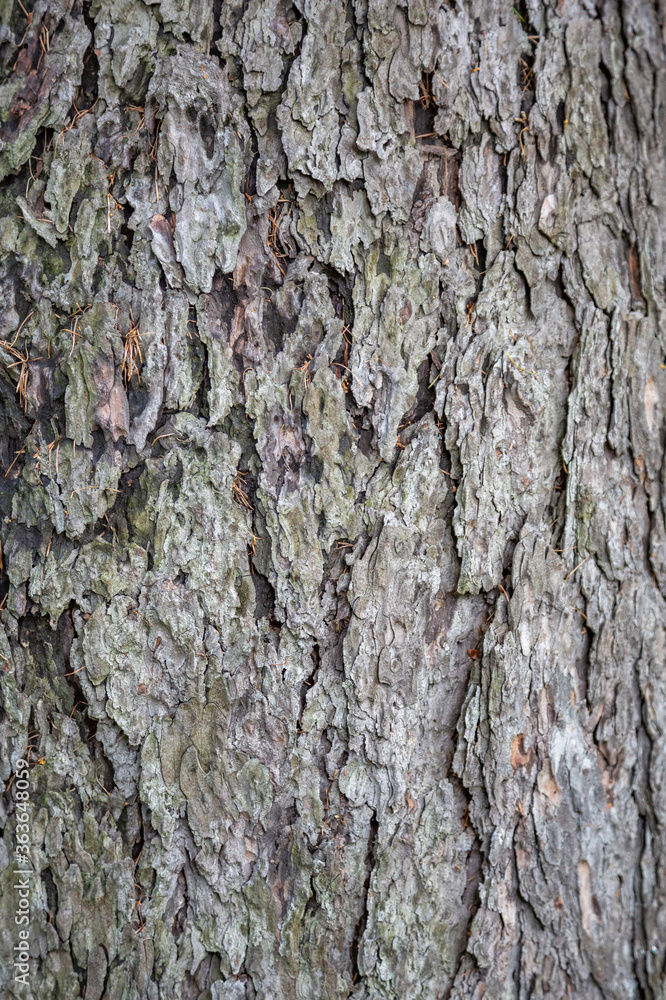 Naklejka premium The textured surface of the multi-year bark of deciduous tree in the forest