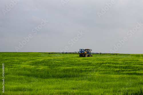 Green agricultural field with cereals, which are processed by a tractor