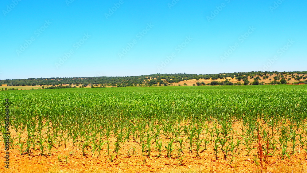 Green cornfield in the horizon Green cornfield in the horizon