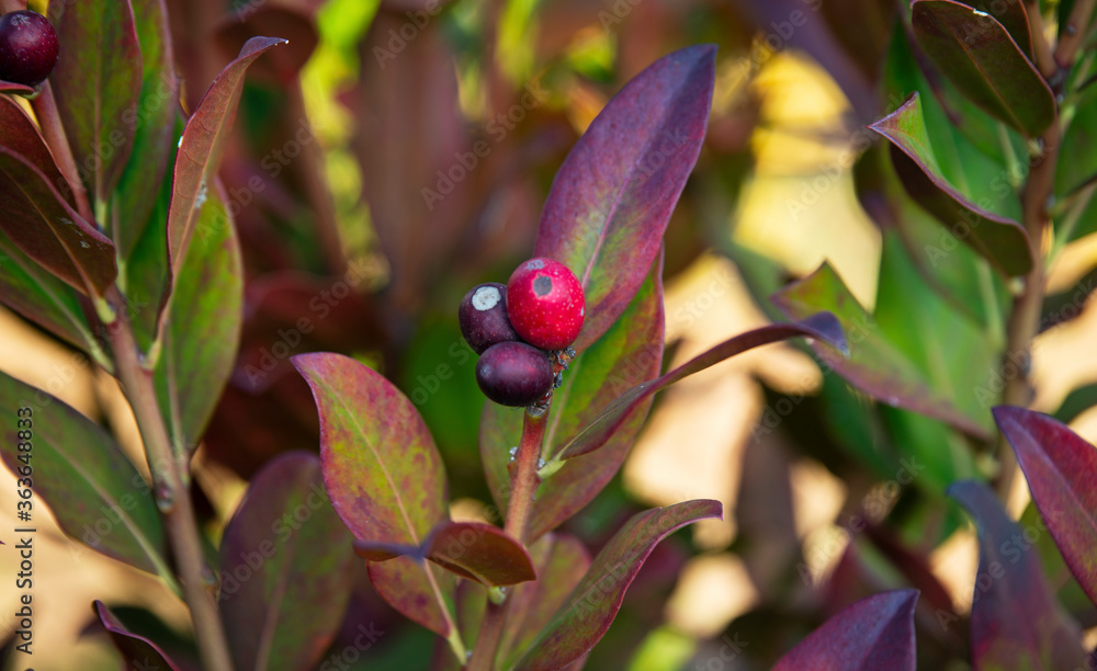 Obraz premium Red berry plant in South African Garden
