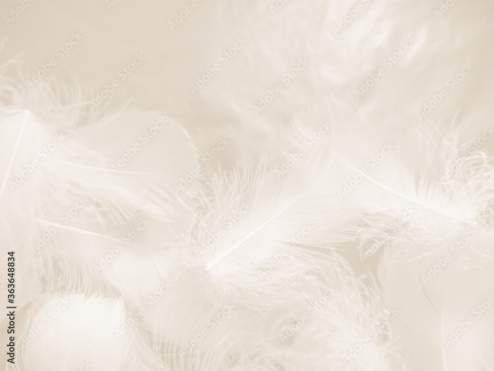 Beautiful abstract gray and white feathers on white background, soft brown feather texture on white pattern background, gray feather background Beautiful abstract gray and white feathers on white background, soft brown feather texture on white pattern background, gray feather background