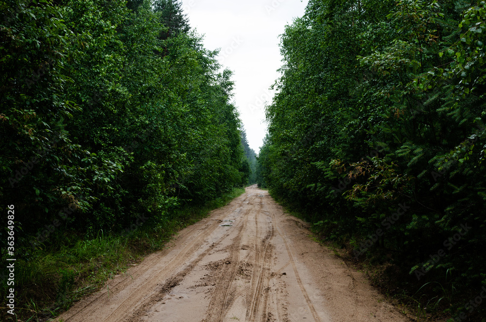 An empty sandy dirt road runs through the forest with trees on both sides An empty sandy dirt road runs through the forest with trees on both sides