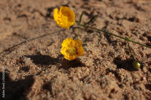 yellow flower on the ground