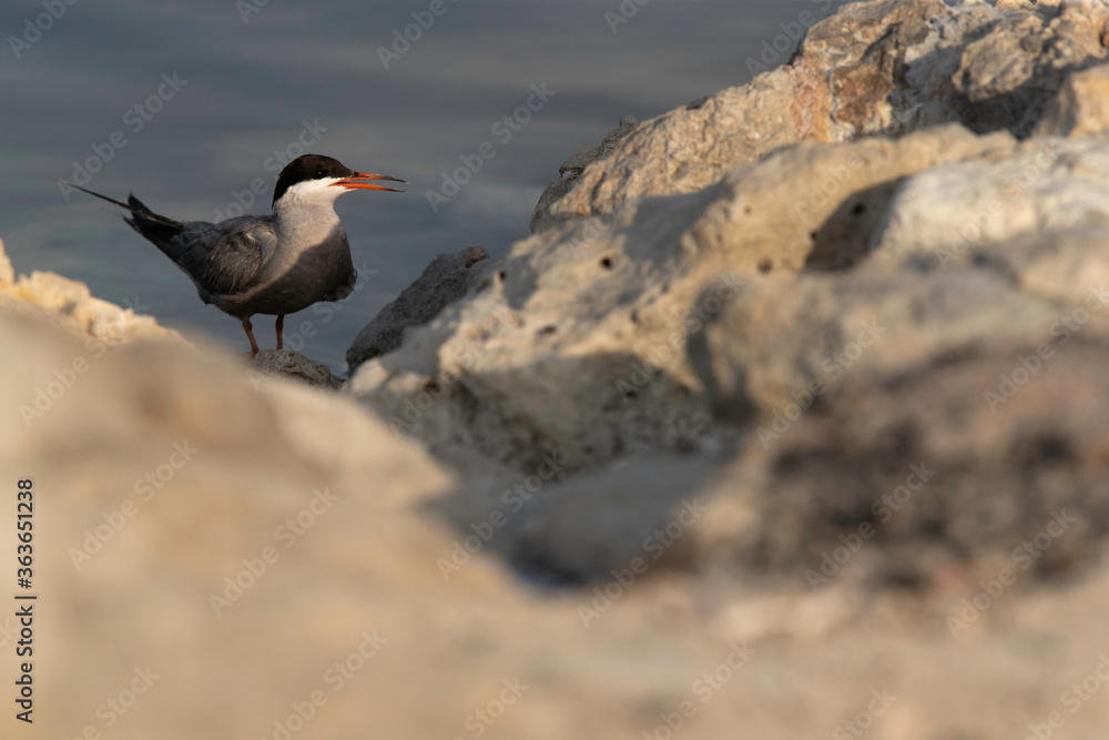 White-cheeked Tern in the mid on limestone rock at the coast of Tubli, Bahrain White-cheeked Tern in the mid on limestone rock at the coast of Tubli, Bahrain