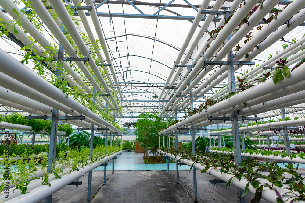 Soilless crops grown in pipes in modern greenhouses. Soilless crops grown in pipes in modern greenhouses.