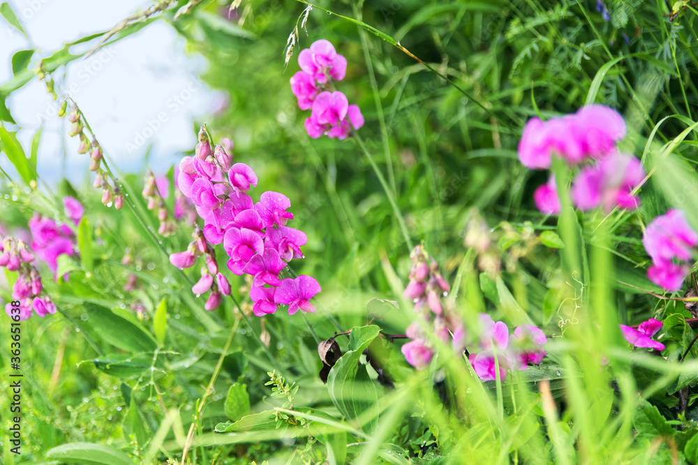 Farbenprächtige pinke Blumen mit Gras am Wegesrand Farbenprächtige pinke Blumen mit Gras am Wegesrand