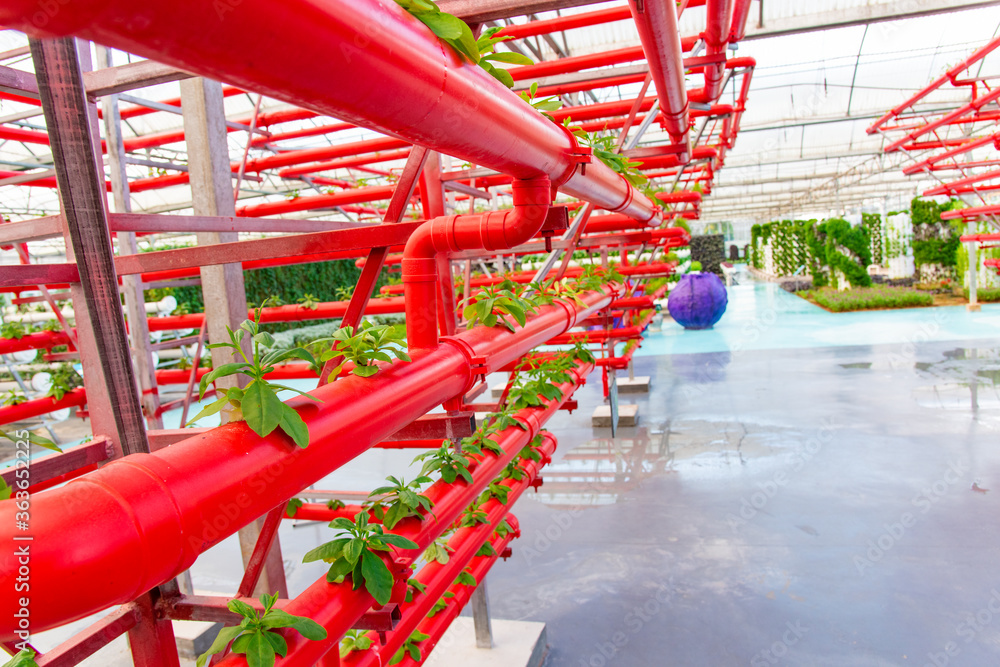Soilless crops grown in red pipes in modern greenhouses.