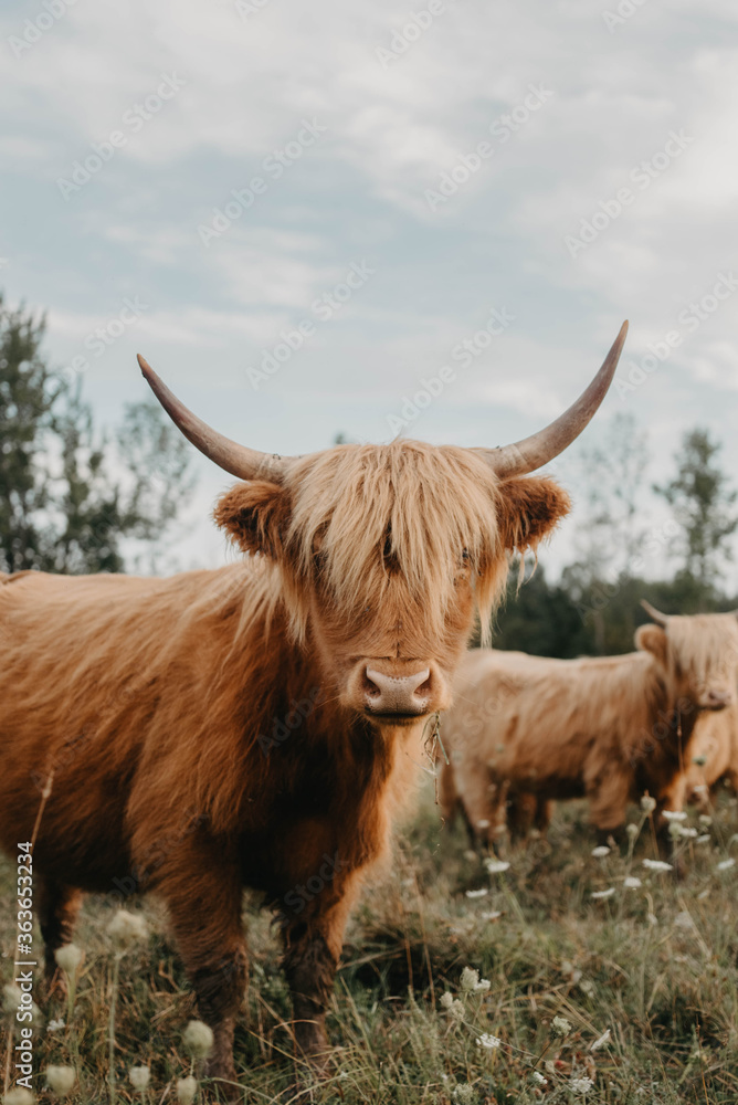 Highland cattle grazing in a meadow on a summers day Highland cattle grazing in a meadow on a summers day