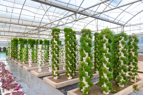 Agricultural plants grown in a modern greenhouse.