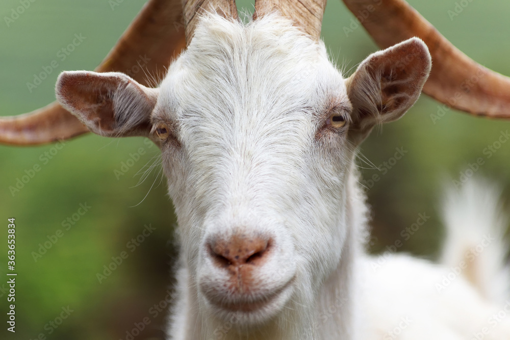 Ziegenbock auf einer Weide blickt wie ein Chef in die Kamera Ziegenbock auf einer Weide blickt wie ein Chef in die Kamera