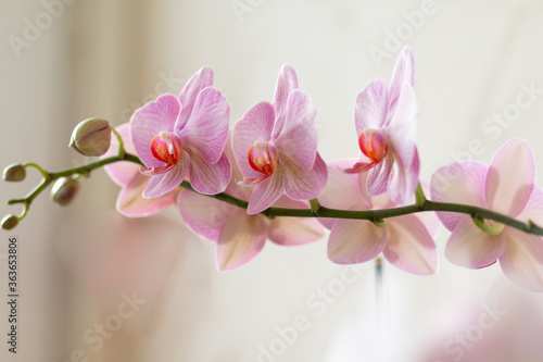 Beautiful branch of purple phalaenopsis orchid or moth Dendrobium on a blurred background. Floristics Close-up.