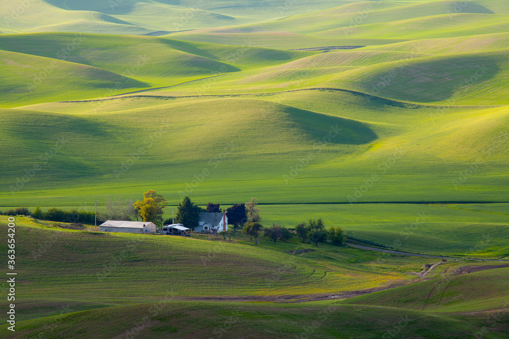 Undulating, rolling wheat fields of the Palouse area of Washington state in spring
