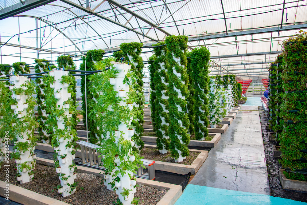 Agricultural plants grown in a modern greenhouse.