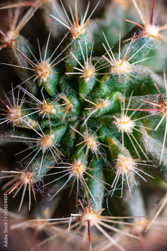 Macro closeup to the thorns of a cactus