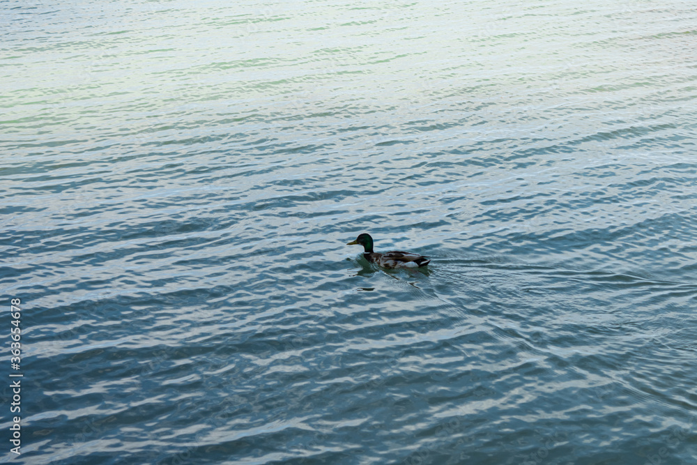 A male duck swimming in a lake