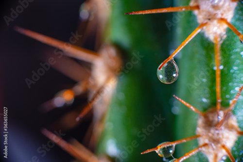 Macro closeup to the spines of a cactus with small drops on its spines