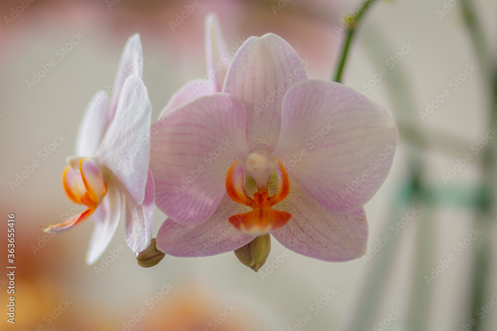 Beautiful purple phalaenopsis orchid or dendrobium moth on a blurred background. Close-up. Beautiful purple phalaenopsis orchid or dendrobium moth on a blurred background. Close-up.