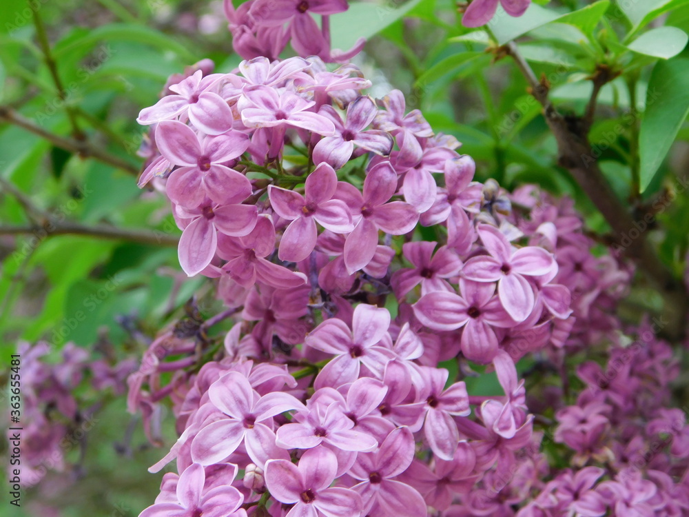 Purple lilac with green and bright leaves. Nature Purple lilac with green and bright leaves. Nature
