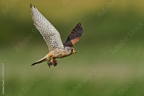Common kestrel (Falco tinnunculus) 