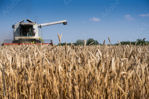 Harvesting wheat harvester on a sunny summer day photo