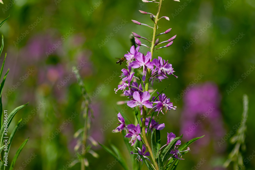 Summer natural backround: beautiful purple Ivan-tea flowers with flying wasp on a sunny green medow. Horizontal shot, close-up, copy space Summer natural backround: beautiful purple Ivan-tea flowers with flying wasp on a sunny green medow. Horizontal shot, close-up, copy space