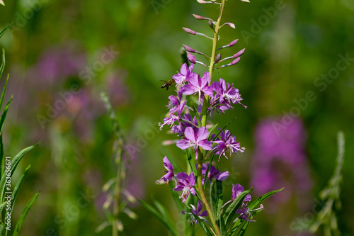 Summer natural backround  beautiful purple Ivan-tea flowers with flying wasp on a sunny green medow. Horizontal shot  close-up  copy space