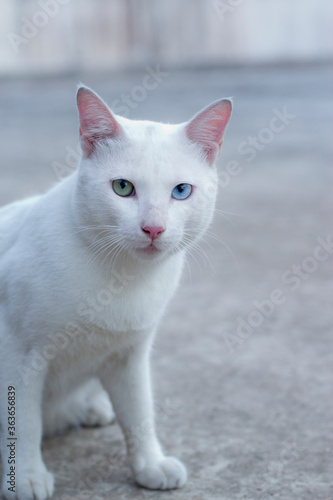 A big white cat with two different colored eyes