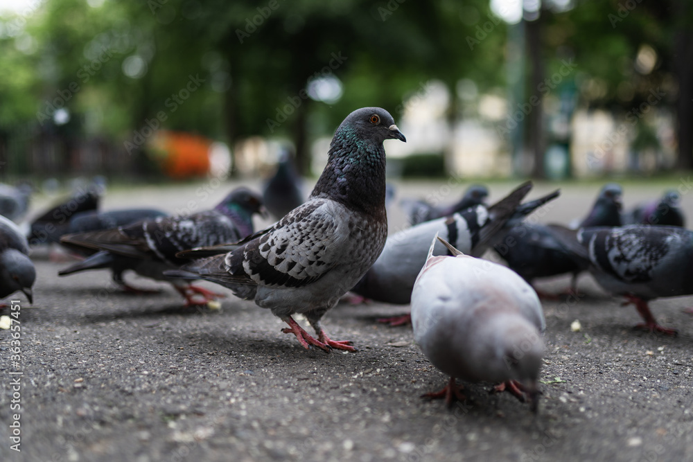 Obraz premium Piękny gołąb