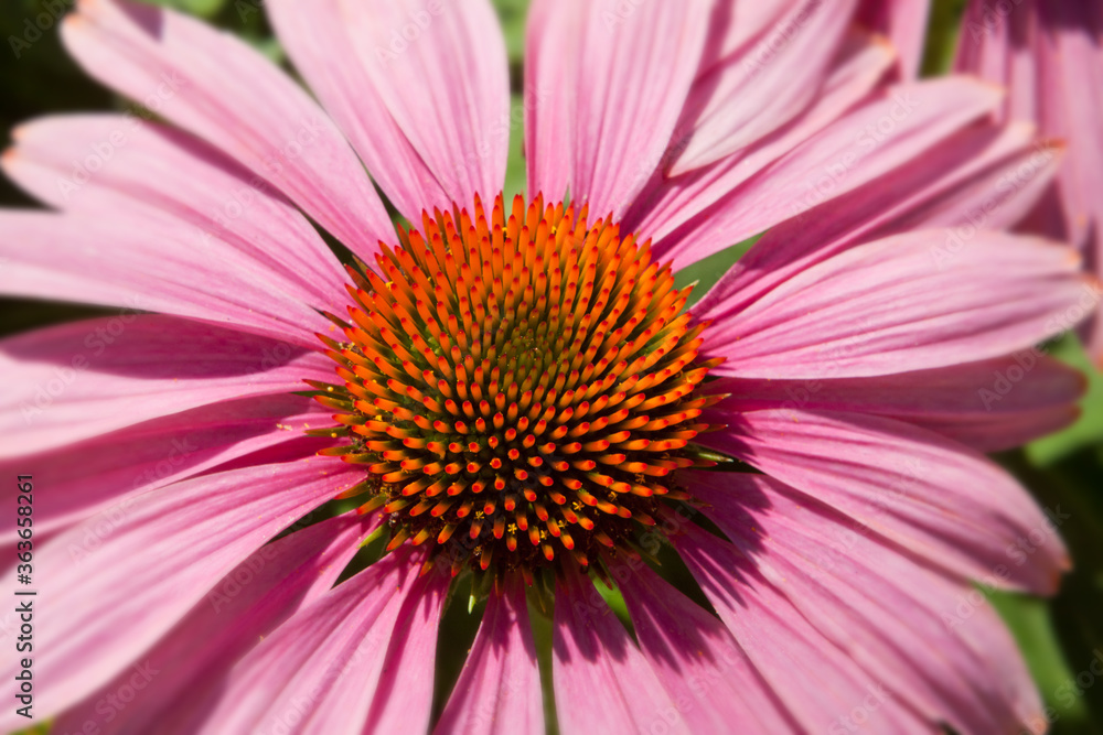 Purple coneflower or Echinacea close up showing geometric pattern of flower center Purple coneflower or Echinacea close up showing geometric pattern of flower center