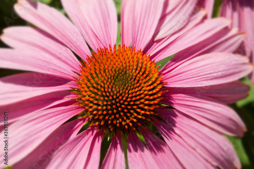 Purple coneflower or Echinacea close up showing geometric pattern of flower center
