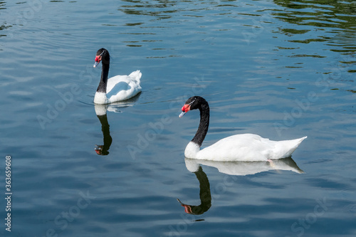 Black-necked Swan  Cygnus melancoryphus  on pond in park