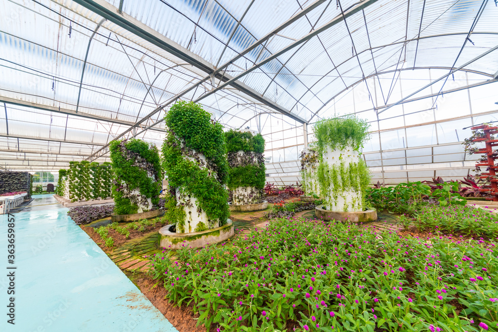 Agricultural plants grown in a modern greenhouse.